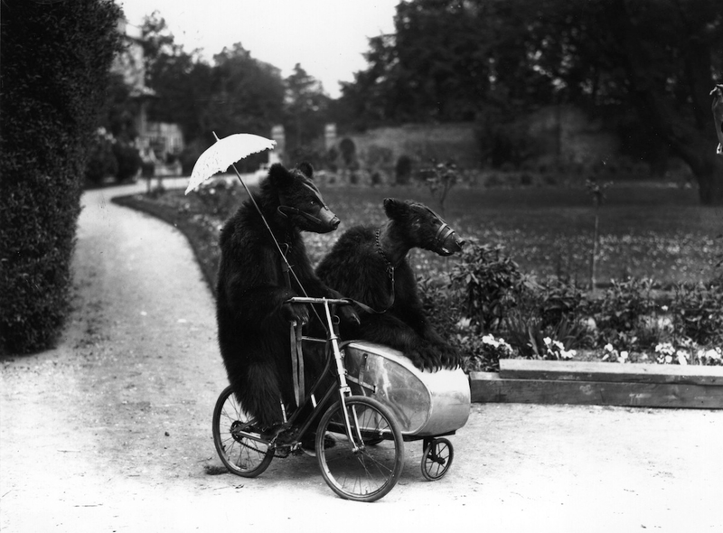Illustration for article titled Strange Historic Photos Of Intelligent Animals